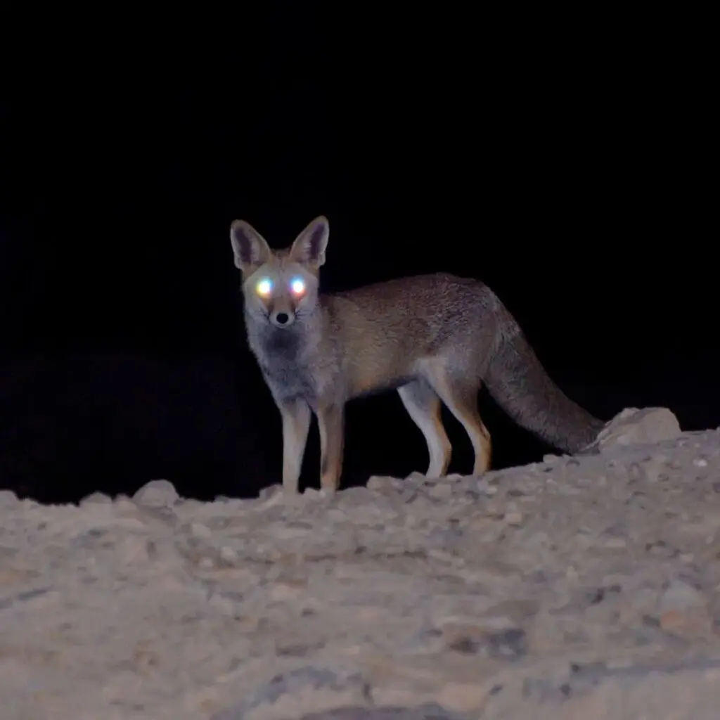 Centre for Sight night vision fox in the dark eyes with glow on hill stock image for blog post what are the benefits of laser eye surgery