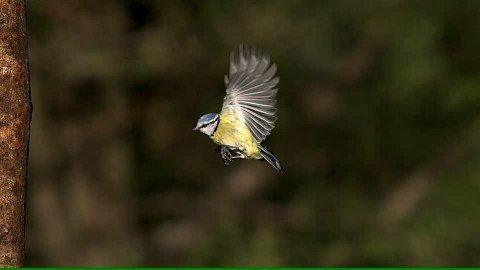 Blue tit fluttering midair landing/flying