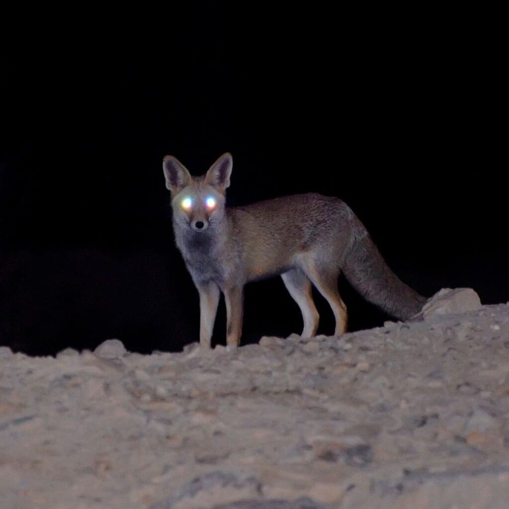 Centre for Sight night vision fox in the dark eyes with glow on hill stock image for blog post what are the benefits of laser eye surgery